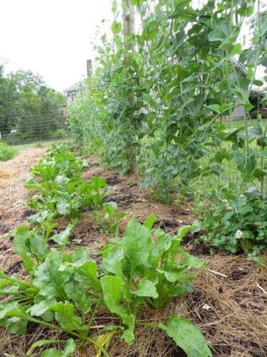 winter-sown-beets-peas